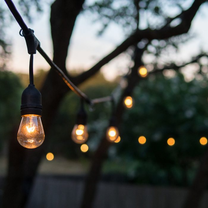 Luces decorativas al aire libre colgando de un árbol en el jardín por la noche. Las mejores plantas repelentes de mosquitos