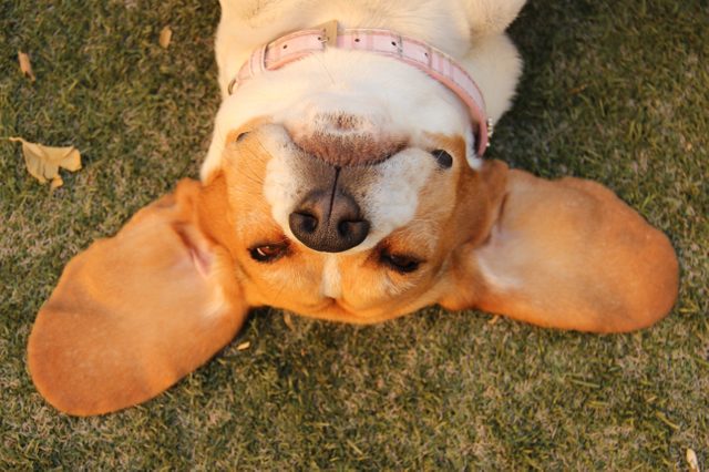 Beagle's head on the grass 