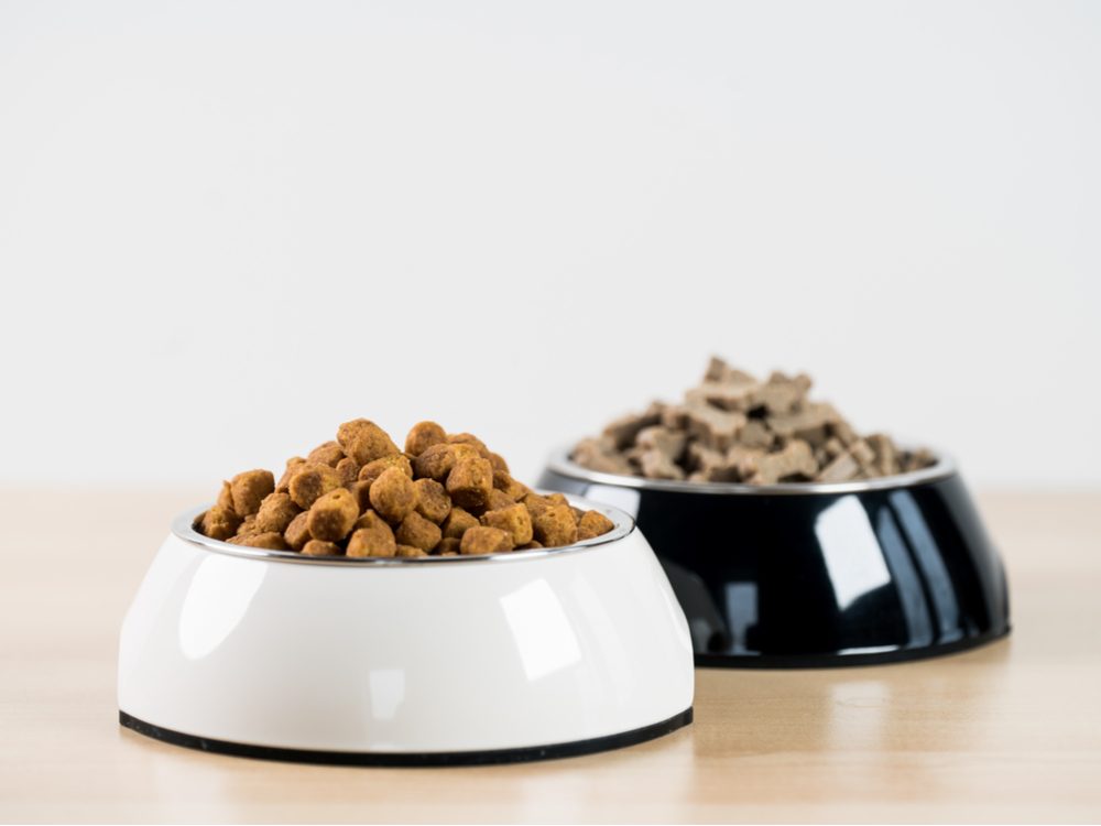 Dog food in bowls