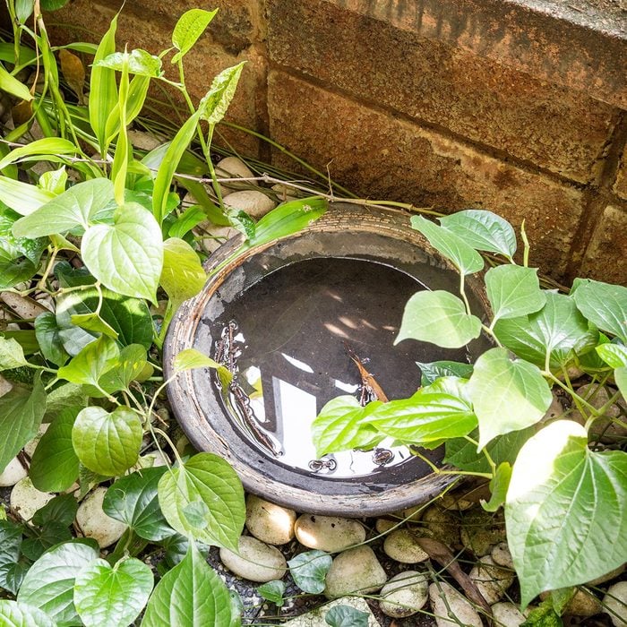 Bandeja y sartenes en el exterior almacena agua estancada y caldo de cultivo para mosquitos. Las mejores plantas repelentes de mosquitos