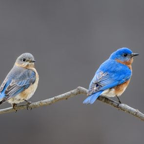 Facts about bluebirds