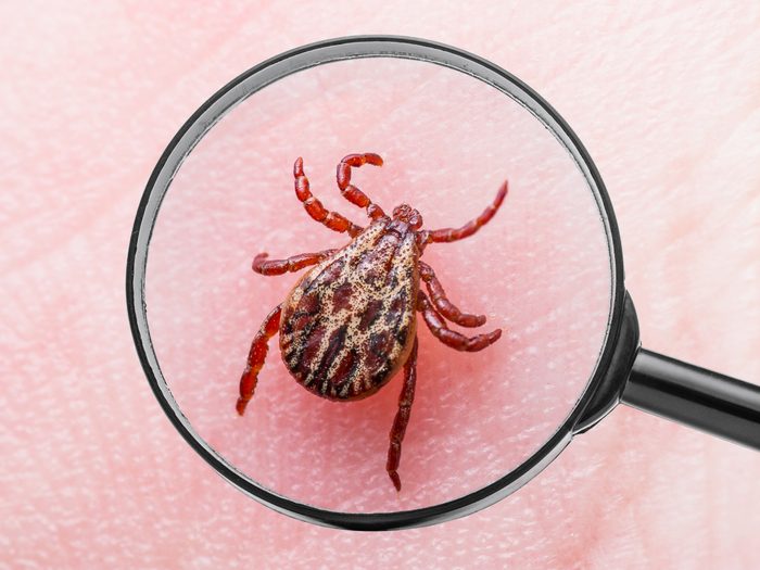 Tick under magnifying glass