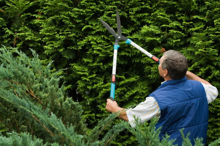 Senior man gardener cut a hedge