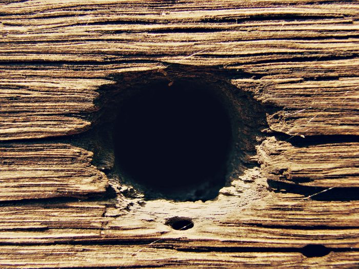 Critter hole in wood