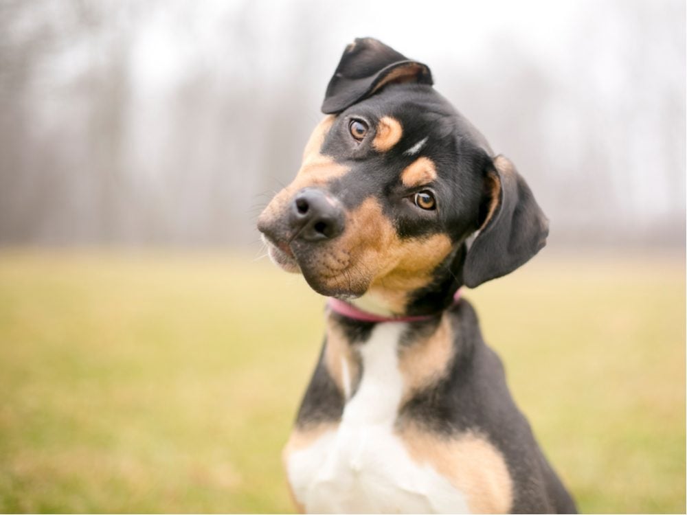 Why Do Dogs Tilt Their Heads? Reader's Digest Canada