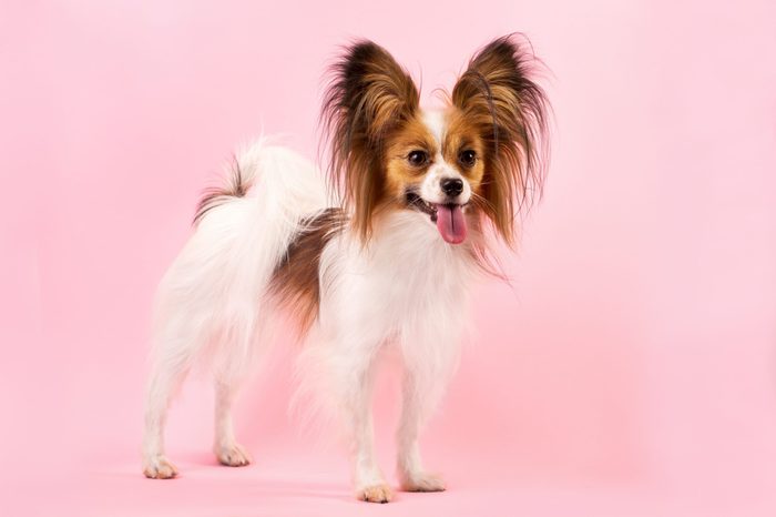 Beautiful dog breed papillon white-red coloring on the pink background