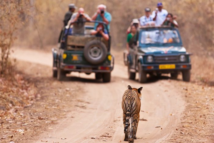 Bengal tiger walking towards 2 jeeps full of tourists in Bandhavgarh National Park, India