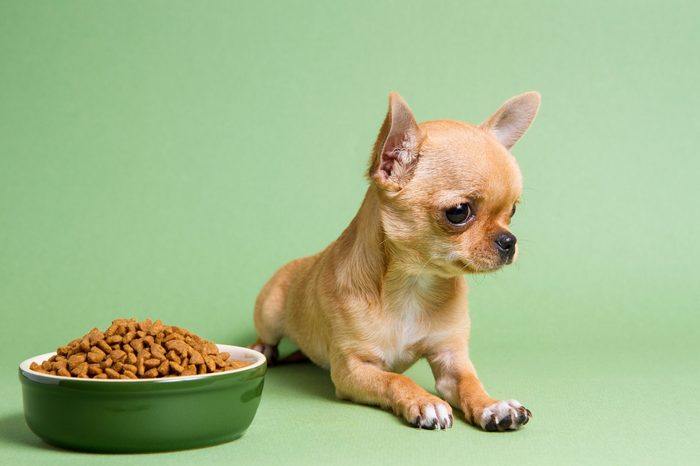 Chihuahua with a bowl of food on a green background. The puppy does not want to eat dry food.