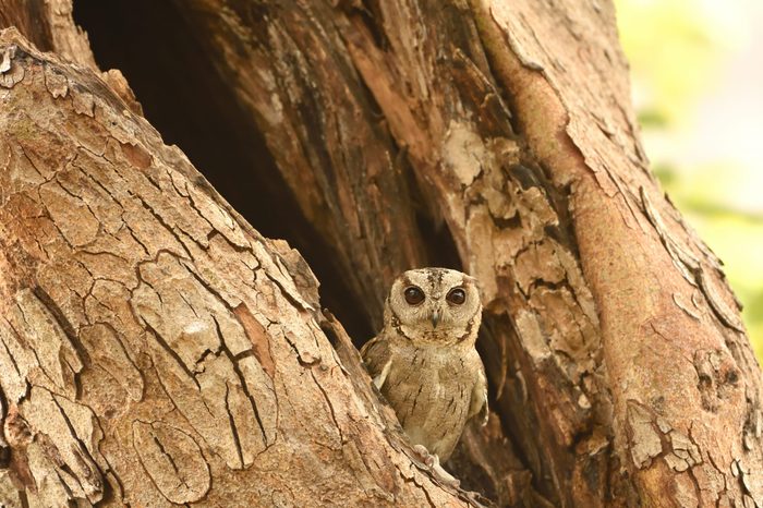 Collared Scops Owl resting on tree branch in ranthambhore national park