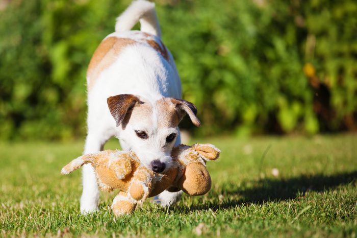 Parson Russell Terrier adult plays with a soft toy