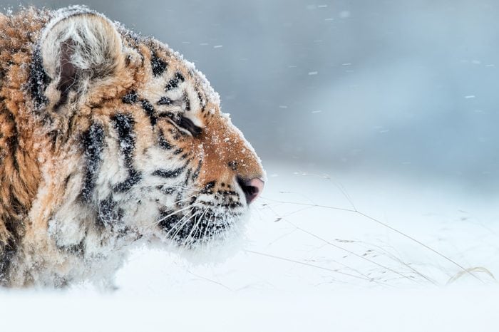 Portrait of young Siberian tiger, Panthera tigris altaica, male with snow in fur, walking in deep snow during snowstorm. Taiga environment, freezing cold, winter. Side view.
