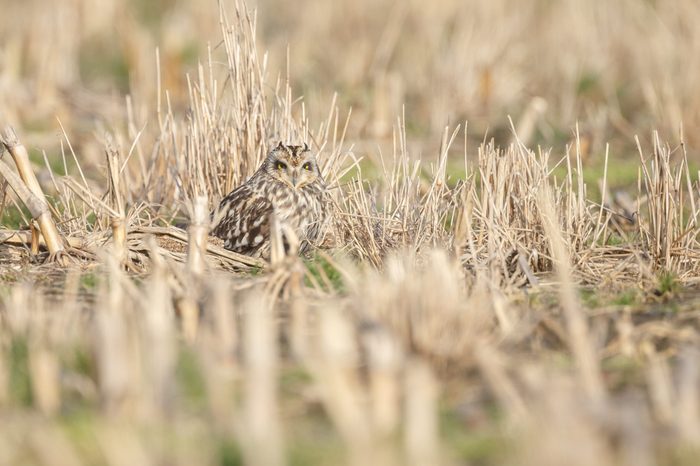 Short eared owl hidden in between a field