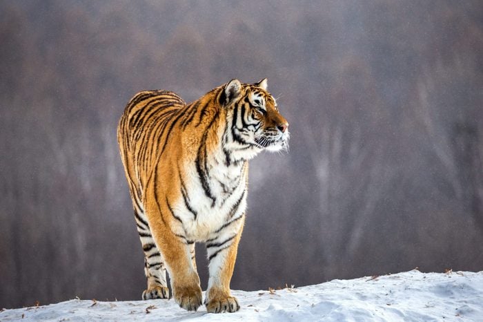 Siberian tiger is standing on a snowy hill on a background of winter trees. China. Harbin. Mudanjiang province. Hengdaohezi park. Siberian Tiger Park. Winter. Hard frost. (Panthera tgris altaica)