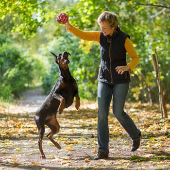 Smiling woman is playing with a dobermann in the forest.