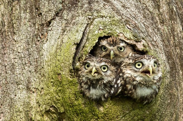 Three Little Owls in the hollow of a tree. Little Owl is the name of the species and not the size of the owl. Latin name: Athene noctua. Landscape.