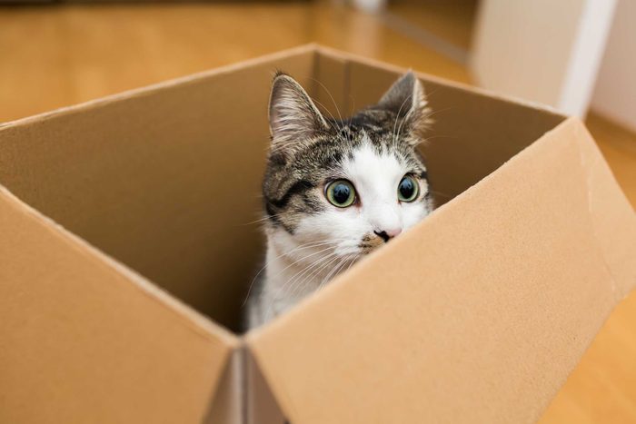 Why-Your-Cat-Loves-Boxes,-According-to-Science-318174692-kmsh
