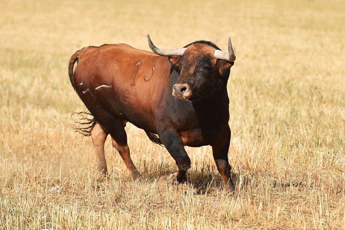Big bull running in the field