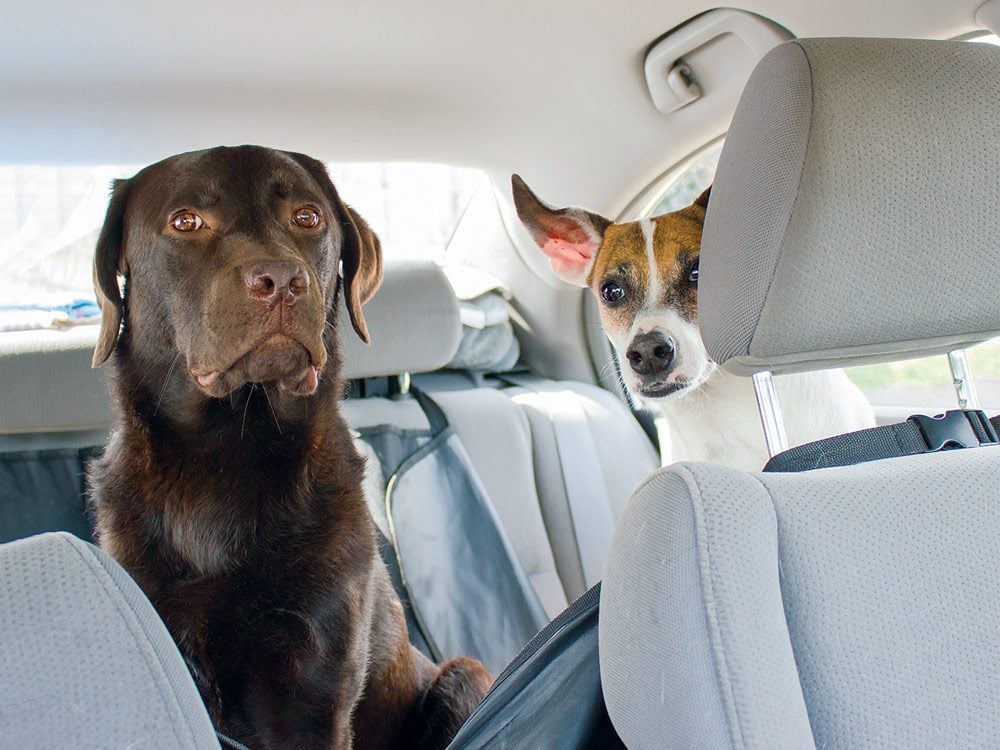 Gryffin and Zak in the backseat on the road trip