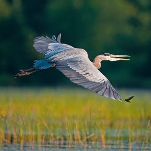 Kayaking Laurentians - A great blue heron in flight
