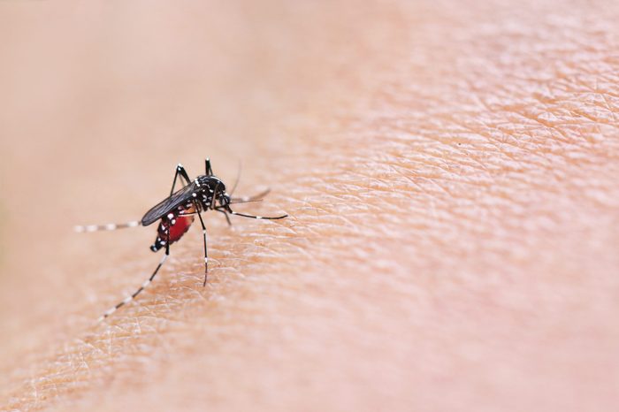 Mosquitoe bite and feeding blood on wrinkle skin