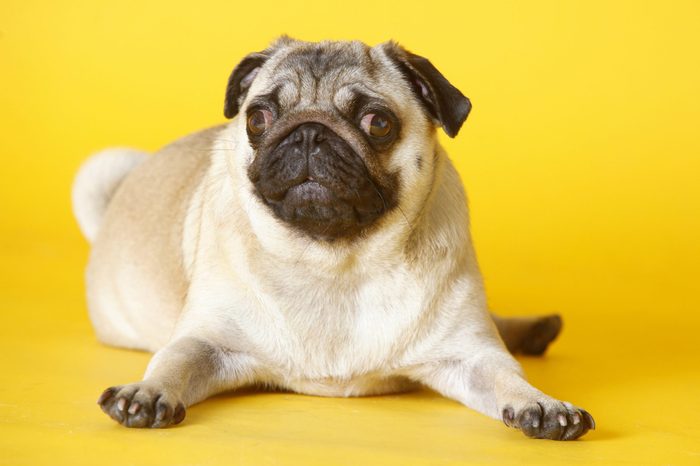 pug dog with yellow background in studio