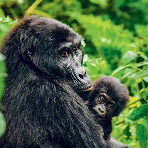 save gorillas (gorilla with baby)