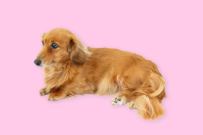portrait of a miniature dachshund