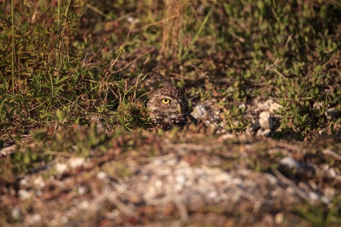 Adult Burrowing owl Athene cunicularia perched outside its burrow on Marco Island, Florida
