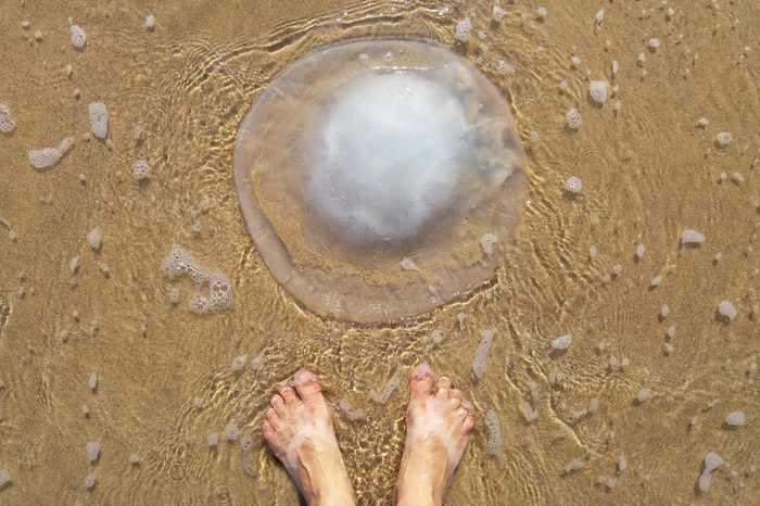 jellyfish beach