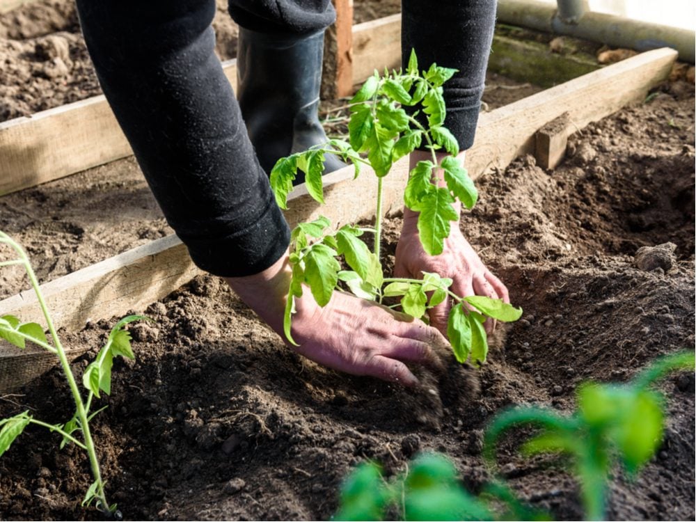 Plantar una planta en el suelo. Guía para principiantes de jardinería