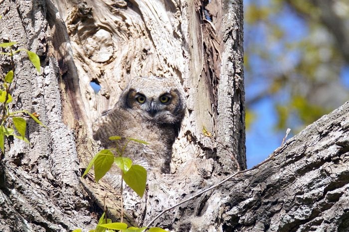 baby great horned owl on the tree 