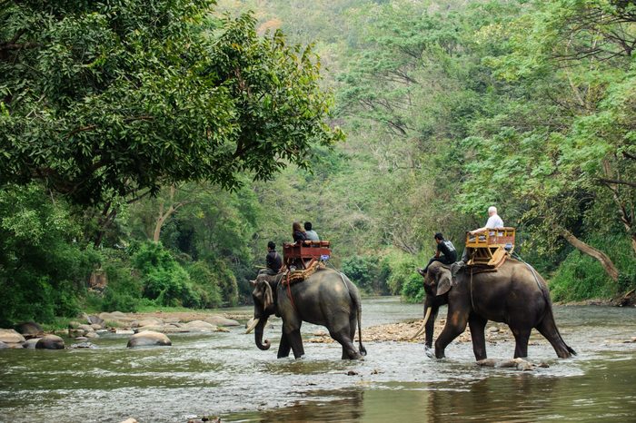 Elephant trekking through jungle in northern Thailand