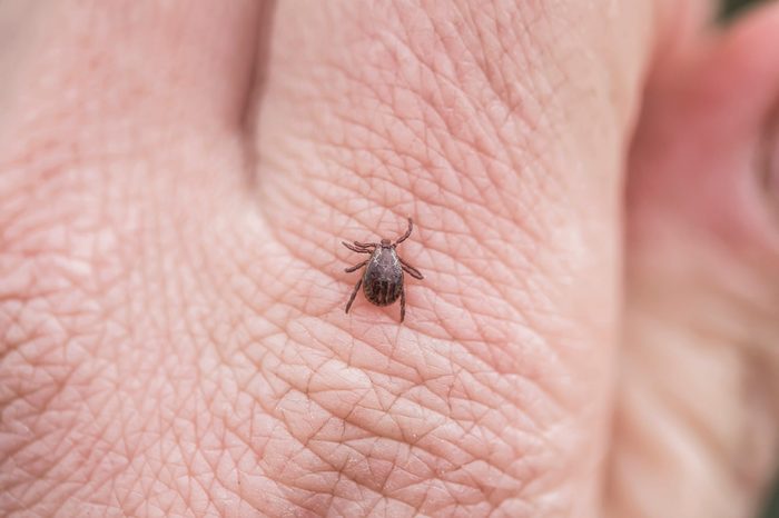 a dangerous infectious insect mite crawls on the skin of the human hand to suck the blood