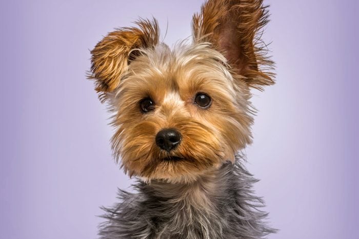 Yorkshire terrier in strong wind against purple background