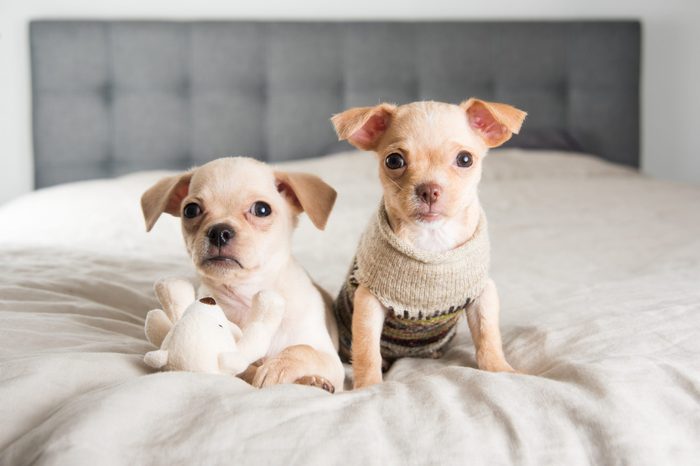 Tiny Chihuahua Puppies Playing with Toy on Owners Bed