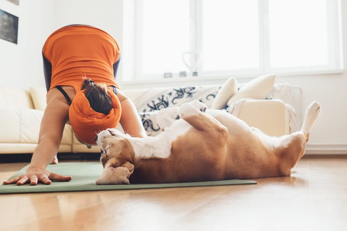 I always will be near with you. Beagle dog lies on the yoga mat when his owner makes yoga exercises
