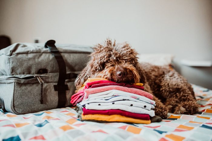 Sweet spanish water dog ready to go on a trip this summer vacation with her human family. Sitting on top of the bed with a grey suitcase and travel accessories. Petfriendly destinations. Lifestyle
