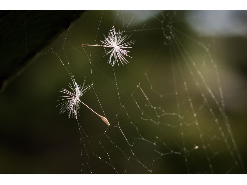 garden photography wish web