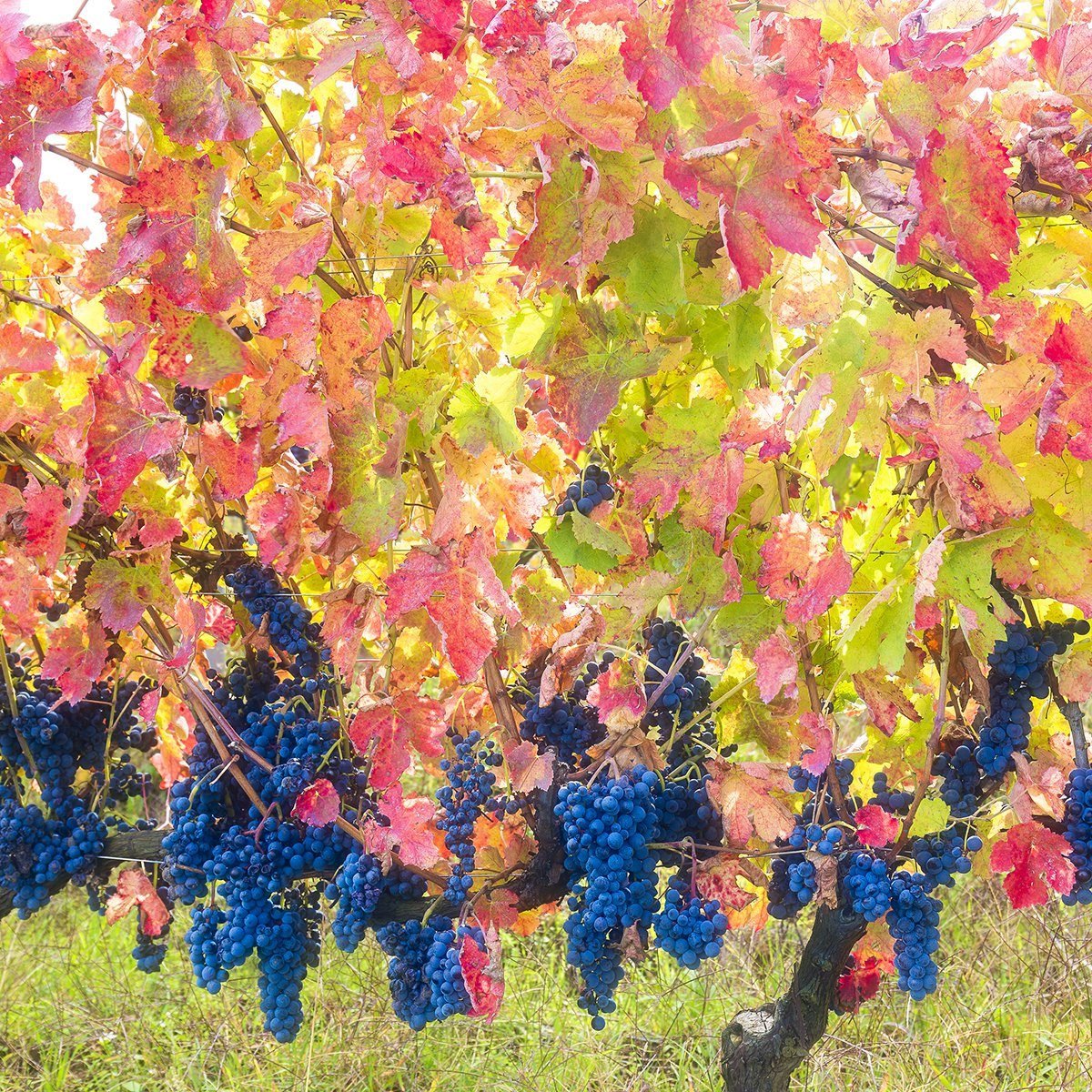 Aglianico del Vulture grapes mature late autumn giving warm fantastic colors