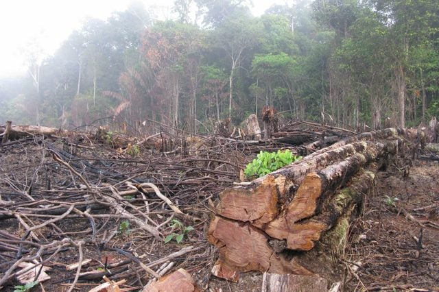 Destroyed tropical rainforest in Amazonia Brazil. Image taken on 20 January 2010