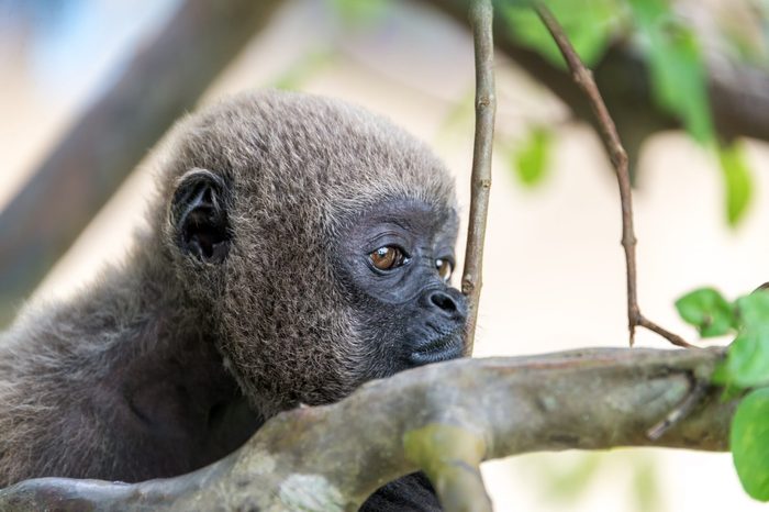 Closeup view of the face of a woolly monkey in the Amazon near Iquitos, Peru