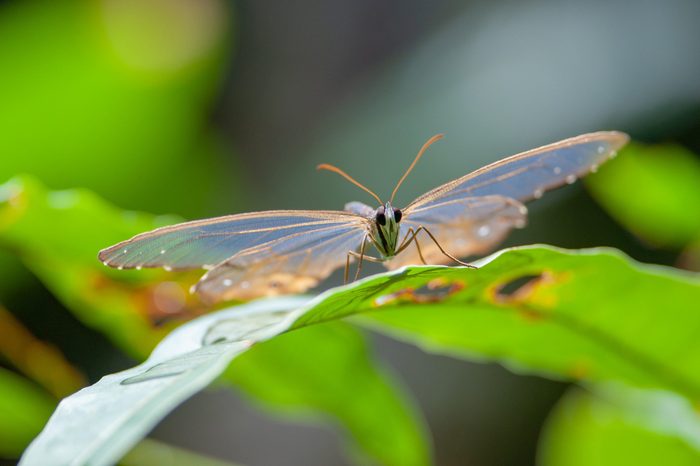Amber Phantom (Haetera piera) butterdfly in Tambopata National Reserve, Peru