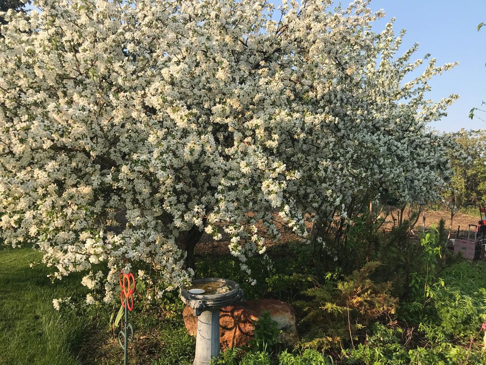 garden photography apple tree blossom