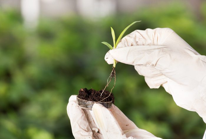 science quiz questions - Close up of biologist's hand with protective gloves holding young plant with root above petri dish with soil. Green background. Biotechnology, plant care and protection concept