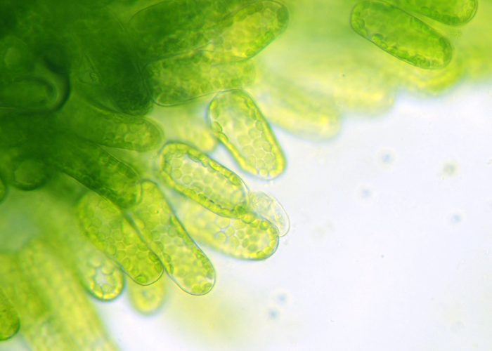 science quiz questions - water plant under the microscope, chlorophyll