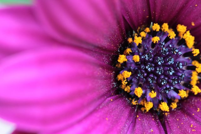 science quiz questions - purple flower