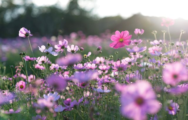 science quiz questions - Field of cosmos flower