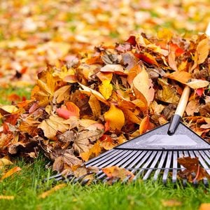Dealing with leaves - rake and pile of leaves