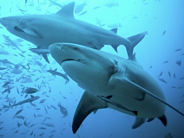 Do Sharks Really Smell Blood? | Reader's Digest Canada