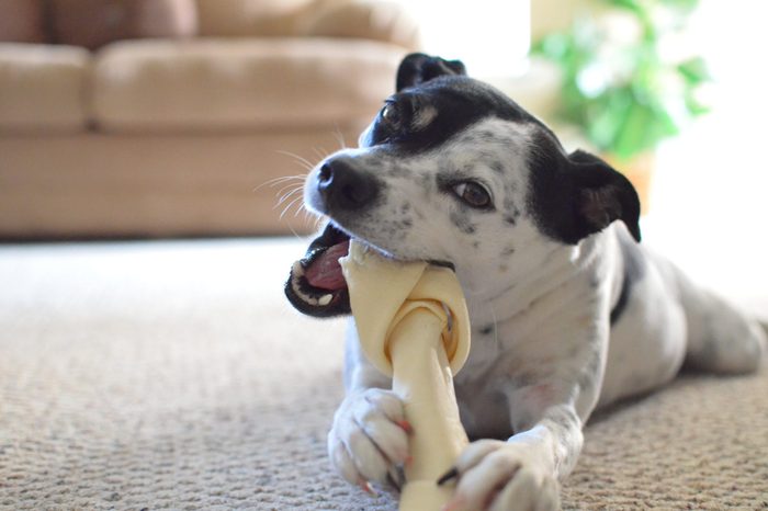 Dog chewing on dog bone